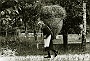 DONNA CON CESTO PIENO DI LEGNA SULLE SPALLE PULISCE UN CAMPO CON IL RASTRELLO<br />ORIZZONTALE, B/N, ESTERNO, FI, ANZIANA, PULIRE, CONTADINA, CAMPAGNA, AGRICOLTURA, PRIMA META' ANNI 50<br />NEG. ORIG. LE ORE *** Local Caption *** 00054475
