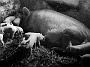 scrofa