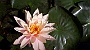 ORTO_BOTANICO-19